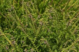 Image result for Ocimum americanum