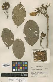 Image result for Crotalaria huillensis