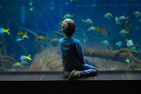 Top 5 Ways To Cure Fish Boredom - Pets