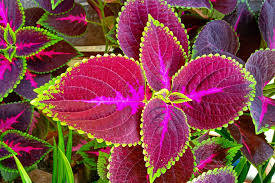 Image result for Coleus