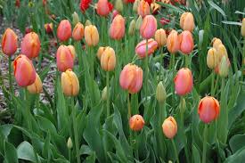 Wann lilien blühen, richtet sich nach der lilienart, ihrem standort und der pflege, meist zwischen juni und august. Tulpen Blutezeit Und Pflege Plantura