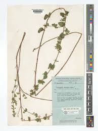 Image result for Clinopodium uhligii