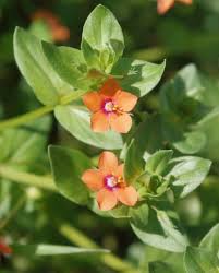 Image result for Lysimachia arvensis