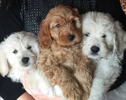 This gives you 50% golden retriever and 50% poodle. Doodles2love Premiere Breeder Of Goldendoodles