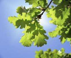 Types Of Oak Trees Learn About Different Oak Tree Varieties