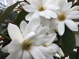 Image result for Pupalia grandiflora