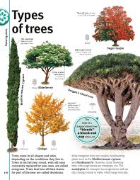 Image result for Dasylepis eggelingii