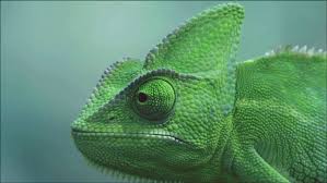 Cinemagraph Animated Gif Veiled Chameleon Chameleon Facts Chameleon
