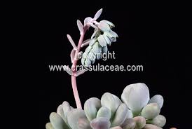 We did not find results for: Crassulaceae Data Of One Plant Species