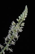 Image result for Secamone delagoensis