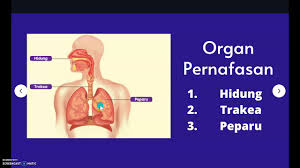 Dada kita naik dan jatuh apabila kita menyedut dan menghembus nafas. Sains Tahun 4 Organ Pernafasan Manusia Youtube