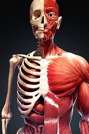 Human muscle system, the muscles of the human body that work the skeletal system, that are under voluntary control, and that are concerned with movement, posture, and balance. Get Discover Human Body Learn Anatomy And Physiology Anatomical Atlas With 3d Models Of Skeleton Bones Muscles And Organs Microsoft Store En Eg