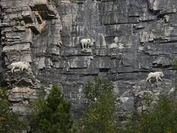 The World S Top 10 Best Images Of Climbing Goats Mountain Goat Mountain Goats Climbing Goats