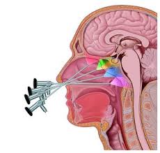 Federal government responsible for the civilian space. Endoskopische Chirurgie Uber Die Nase Endonasal Transsphenoidal