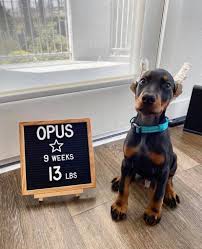 Their male doberman puppies in texas range from 28 to 30 inches tall with 90 to 120 pounds and the females range 26 to 28 inches tall with 70 to 90 pounds. European Doberman Puppies For Adoption Home Facebook