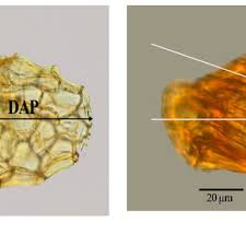 Image result for Antherotoma senegambiensis