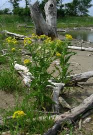 Image result for Senecio purpureus