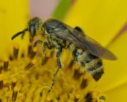 Image result for Micrargeriella