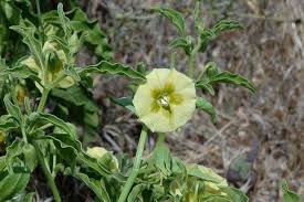 Image result for Physalis viscosa