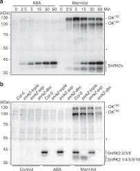 Osmotic stress activates OKs and SnRK2s a In-gel kinase assay showing...