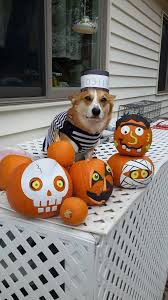 Maybe you would like to learn more about one of these? Colorado Springs Corgis Home Facebook