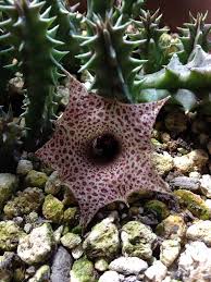 Image result for Huernia longituba