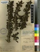 Image result for Catunaregam