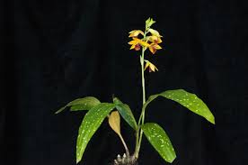 Image result for Phaius occidentalis