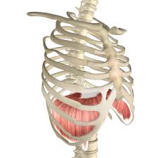 Each pair articulates with a different thoracic vertebra on the posterior side of the body. Diaphragm Muscle Its Attachments And Actions Yoganatomy