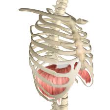 Sometimes your ribs hurt when you cough because the muscles in your rib cage are strained. Diaphragm Muscle Its Attachments And Actions Yoganatomy