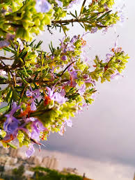 نبات اكليل الجبل ويكيبيديا