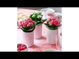 Queen Kalanchoe Mini Youtube