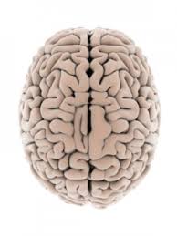 Image result for brain