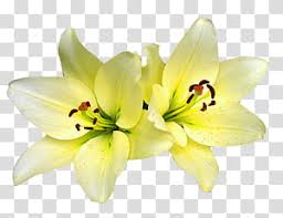 Pngtree offers pastel watercolor flowers png and vector images, as well as transparant background pastel watercolor flowers clipart images and psd files. Flowers Yellow Flowers Transparent Background Png Clipart Hiclipart