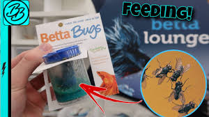 Unlike its male friends, female betta fish can live together in the same tank. Betta Fish Eating Live Bugs Youtube