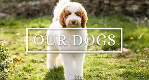 Home of yesteryear acres goldendoodles, labradoodles & double doodle puppies. Providence Labradoodles Ohio Labradoodle Dog Breeder