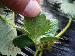 害虫は益虫 農業生産法人みどりの里ブログ