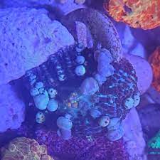 A wide variety of mushroom inflatable bounce options are available to you. Pennsylvania Powerball Bounce Mushroom Reef2reef Saltwater And Reef Aquarium Forum