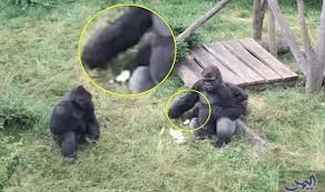 قرد صغير يتسلل خلسة من وراء ظهر غوريلا ضخمة ليسرق طعامها Silverback Gorilla Silverback Gorilla