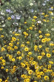 Image result for Tolpis