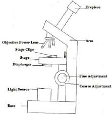 Difference Between Light Microscope And Electron Microscope