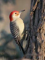 Although some common species may be spotted in the backyards of suburban indiana homeowners, they usually inhabit the forested areas. Woodpeckers All Seven Species Expected In Indiana Have Been Photographed Marty Jones Backyard Birds Watching Bird Species Woodpecker