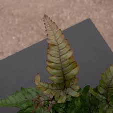 Image result for Pteris