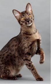 Beautiful Black And White Spotted Cat Frecklewish Skyclan Medicine Cat Spotted Cat Gorgeous Cats Savanna Cat