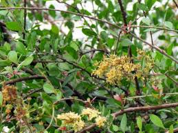 Tanaman sangat cocok dibudidayakan pada dataran rendah dengan. Inai Tumbuhan Pewarna Alami Kuku Dan Rambut Yang Kaya Manfaat Indozone Id