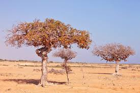 Image result for Commiphora