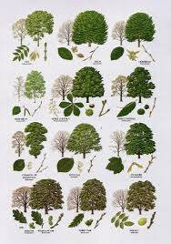 3 British Tree Leaf Identification Keys Biological Science