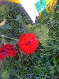 Cinnamon Red Hot Carnations Yes They Do Smell Like Cinnamon Cinnamon Red Hots Carnations Red