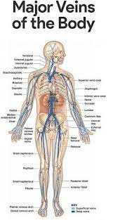 Cardiovascularsystemanatomy Human Anatomy And Physiology Medical Anatomy Anatomy And Physiology