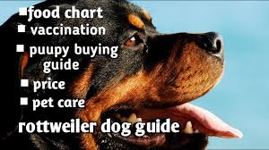Rottweiler Dog Guide In Hindi Ii Puppy Buying Guide Ii Vaccination Ii Food